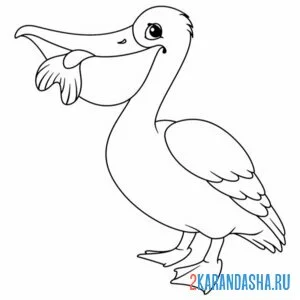 Раскраска легкая раскраска пеликан птица