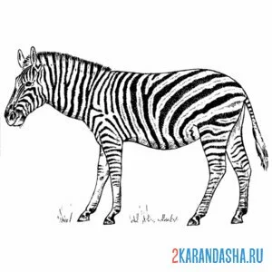 Раскраска одинокая зебра