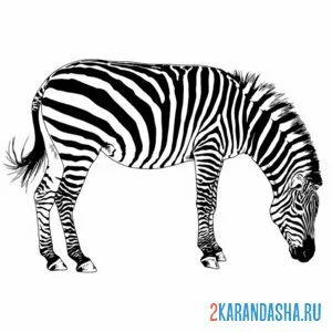 Раскраска зебра ест