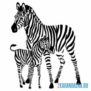 Раскраска мама зебра и жеребенок