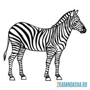 Раскраска зебра настоящая