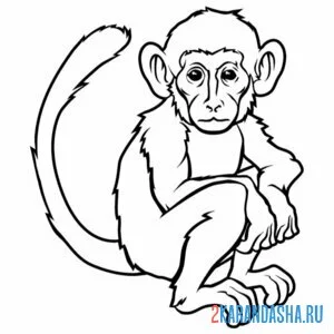 Раскраска шимпанзе
