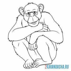 Раскраска взрослая обезьяна