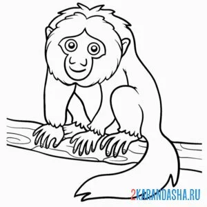 Раскраска бледноголовый саки обезьяна