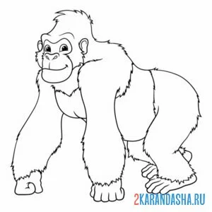 Раскраска взрослая особь обезьяны