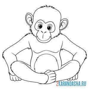 Раскраска сидит обезьянка