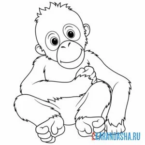 Раскраска малыш шимпанзе обезьянка