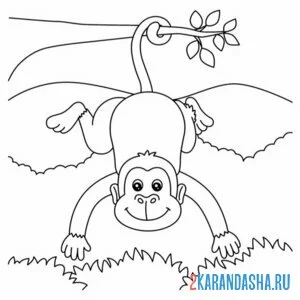 Раскраска обезьяна обезьяничает