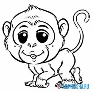 Раскраска небольшая обезьяна