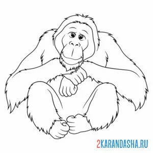 Раскраска обезьяна настоящая