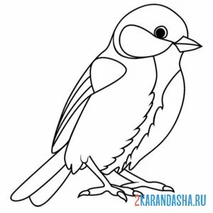 Раскраска синичка стоит
