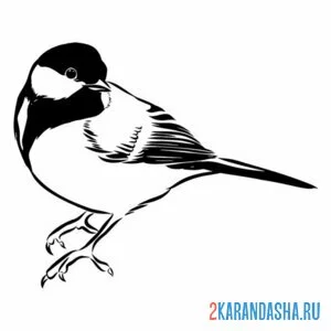 Раскраска синичка малышка