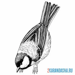 Раскраска синичка ест