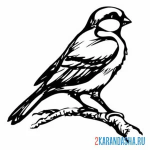 Раскраска синица на ветке