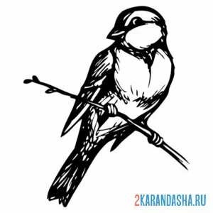 Раскраска синица сидит