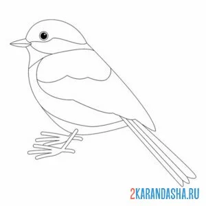 Раскраска синичка простой рисунок