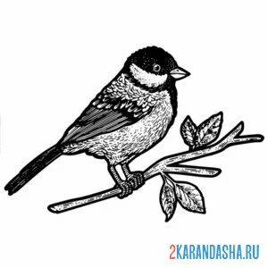 Раскраска синичка настоящая