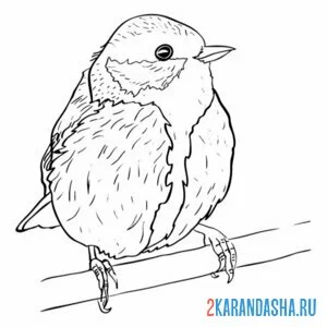 Раскраска синица и веточка