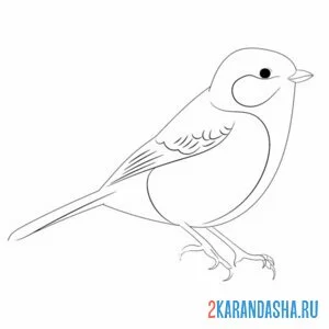 Раскраска синица иллюстрация