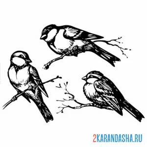 Раскраска три синички