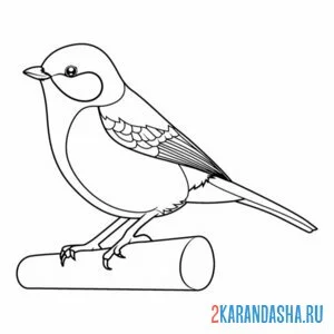Раскраска синичка не жердочке