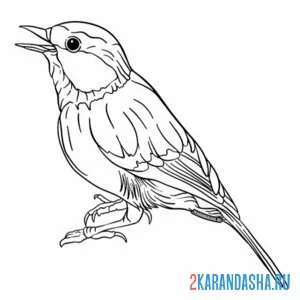 Раскраска поющая синичка
