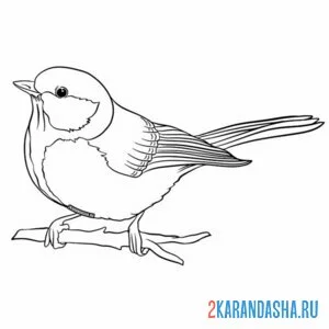 Раскраска синичка поет