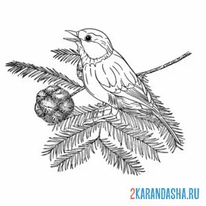 Раскраска синица зимой