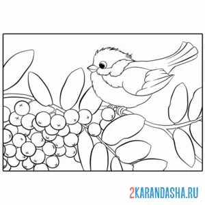 Раскраска синичка сидит на рябине