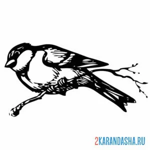 Раскраска веточка и синичка