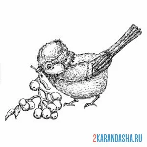 Раскраска синичка нашла ягоду