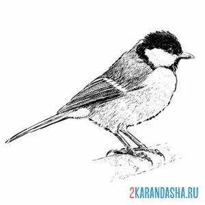 Раскраска настоящая синичка