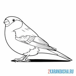 Раскраска снегирь настоящий