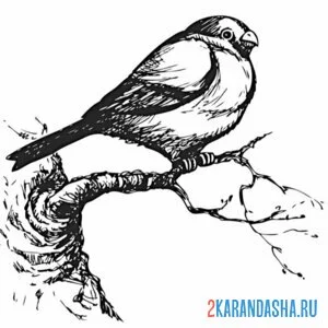 Раскраска снегирь фото