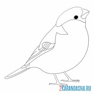 Раскраска снегирь как настоящий