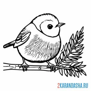 Раскраска распушился снегирь