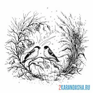 Раскраска два зимних снегиря