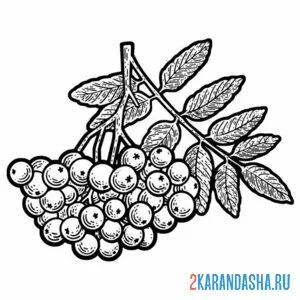 Раскраска рябина