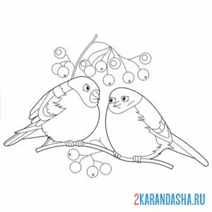 Раскраска недовольные снегири