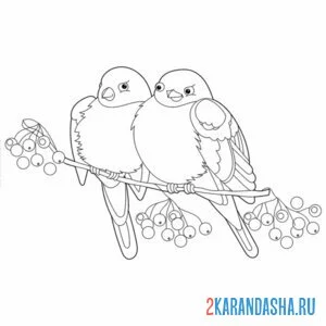 Раскраска снегири два