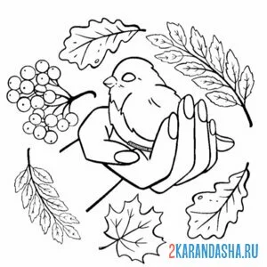 Раскраска снегирь спит