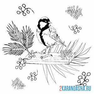 Раскраска синичка зимняя