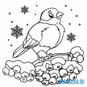 Раскраска снегирь на ветке рябины