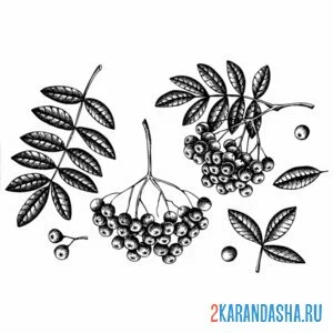 Раскраска листья рябины и плод