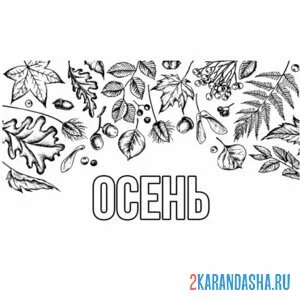 Раскраска каштан, рябина