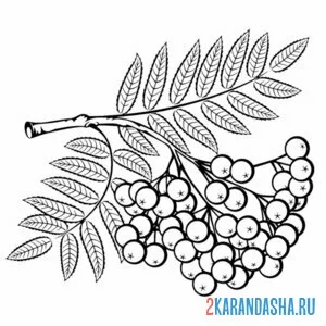 Раскраска веточка рябины