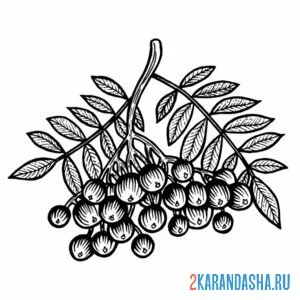 Раскраска плоды рябины