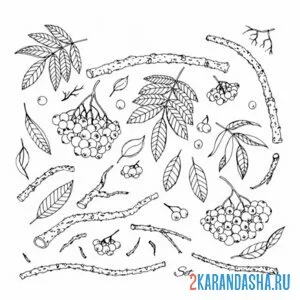 Раскраска палочки и веточки рябины
