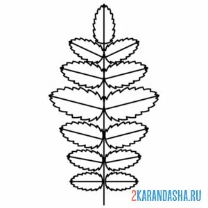Раскраска листочек рябины
