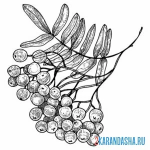 Раскраска кустик рябины